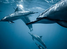 神！瓦科戴帽2场打入7球，薛庆浩送礼！泰山第三度扳平3-3申花！